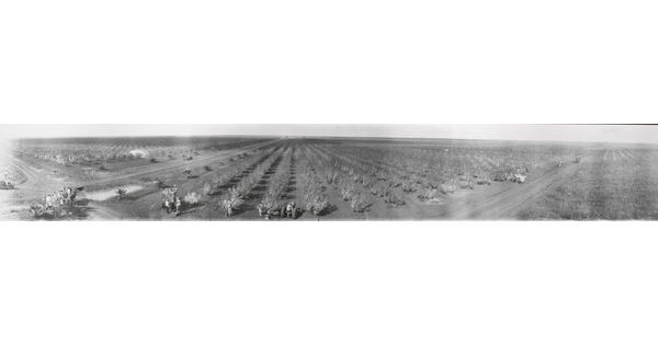 A black-and-white panoramic photograph of rows of trees on a farm.