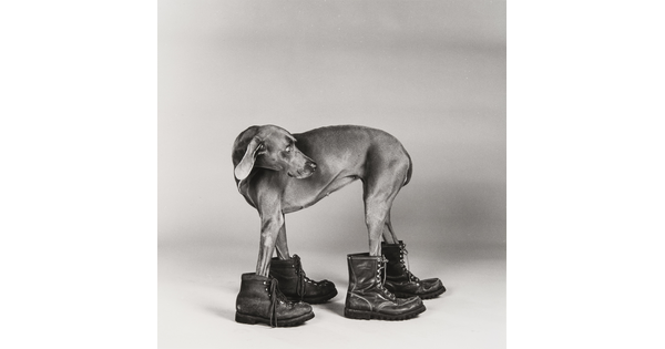 A black-and-white photograph of a dog standing, head turned to look back, with its paws in work boots that are on backward.