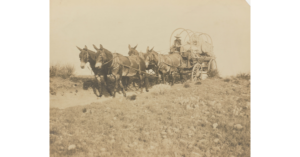 A sepia-toned photograph of a man in a cowboy hat driving a wagon, bows exposed, pulled by four mules.