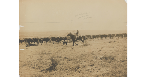 A sepia-toned photograph of a cowboy on horseback herding a calf back into the larger herd.