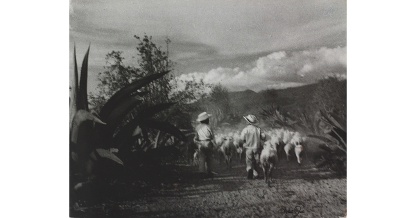 A black-and-white photograph of two children walking behind a herd of sheep in a field.