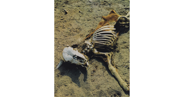 A color photograph of a dead cow, most of the bones exposed, laying in dirt.