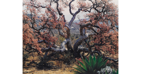 A color photograph of a large tree with many thick branches sprouting out in different directions and covered in orange leaves.