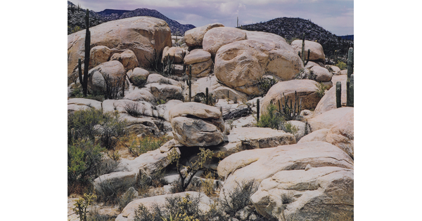 A color photograph of a hill of large stones of various shapes with tall cacti and other plants growing between the stones.