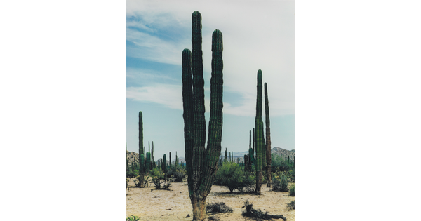 A color photograph of a desert landscape with tall cacti and other plants growing from sandy soil; mountains in the distance.