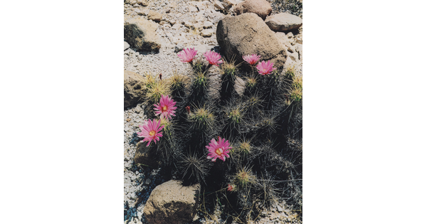 A color photograph of a thorny cactus covered with several blooming pink flowers growing among rocks, pebbles, and sand.