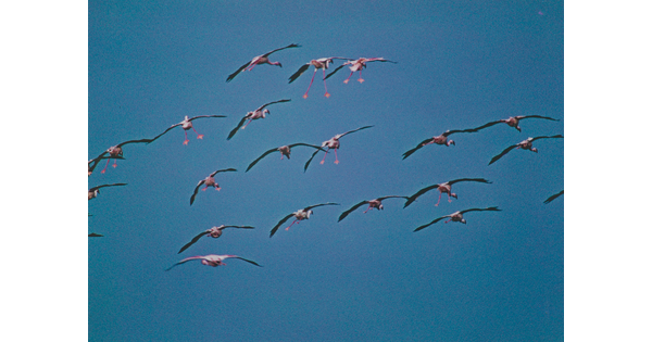 A color photograph of a flock of pink birds flying in a blue sky.
