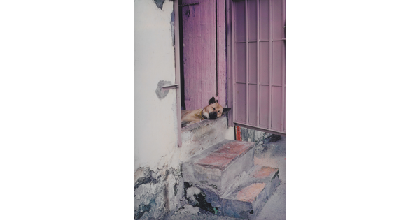 A color photograph of a dog sleeping in an open doorway, its head resting on the threshold.