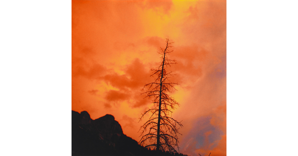 A color photograph of a bright orange, cloudy sky with a tall, bare tree silhouetted in the foreground.