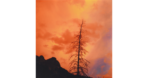 A color photograph of a bright orange, cloudy sky with a tall, bare tree silhouetted in the foreground.