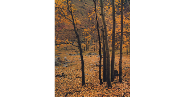 A color photograph of tall white trees with yellow leaves; the ground covered with yellow leaves.
