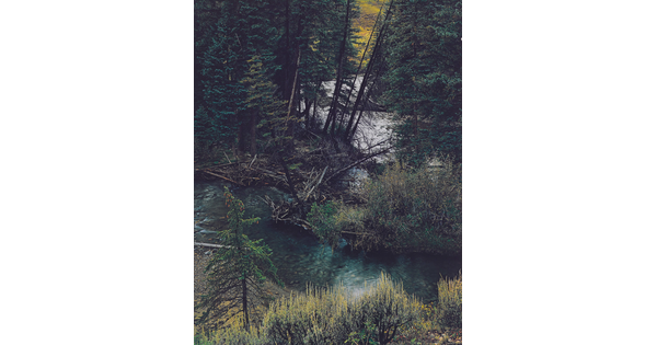 A color photograph of a river or stream running though a pine forest as seen from above.