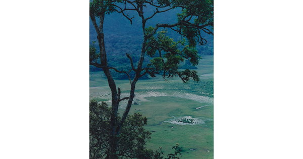 A color photograph of a green landscape taken from above and behind a tree.