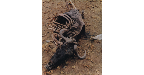 A color photograph of a dead wildebeest, ribcage exposed, laying in the dirt.