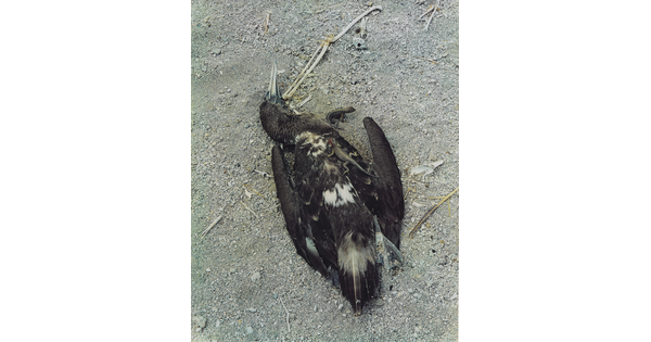 A color photograph of a dead, dark-feathered bird laying in the dirt with two small lizards crawling over and under its body.