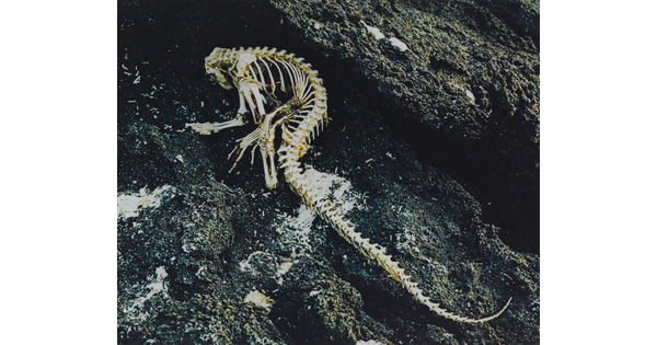 A color photograph of an iguana skeleton laying on a lava rock.