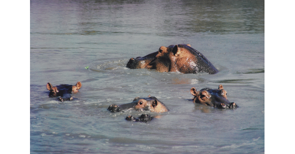 A color photograph of four hippopotamus' peeking their heads just above calm water.