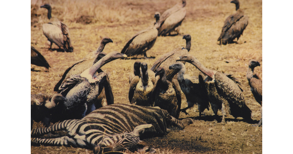 A color photograph of a group of vultures feeding on a dead zebra.
