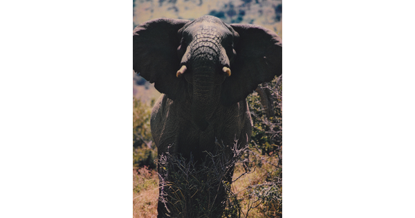 A color photograph of an elephant, head up and ears held out from his head.