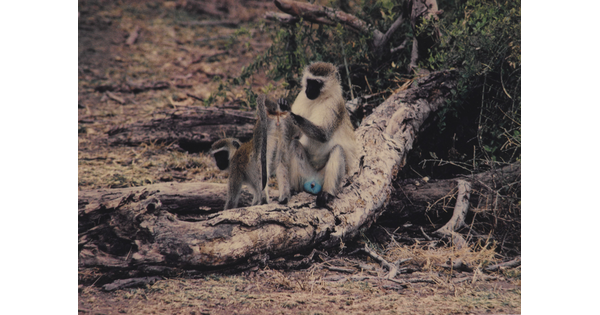 A color photograph of two white and gray monkeys with black faces, one grooming the other, on a log.