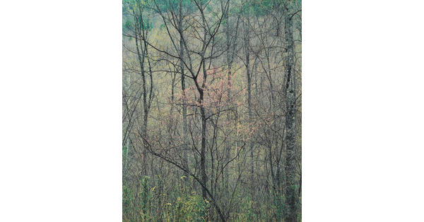 A color photograph of several tall, thin, mostly leafless trees and one in the center with pink flower buds.