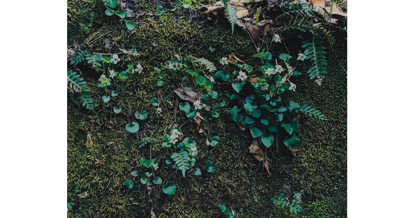 A close-up color photograph of green moss partially covered by white flowers, green plants, and a few dead leaves.
