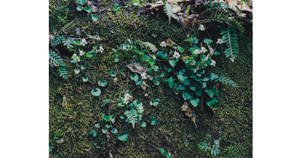 A close-up color photograph of green moss partially covered by white flowers, green plants, and a few dead leaves.