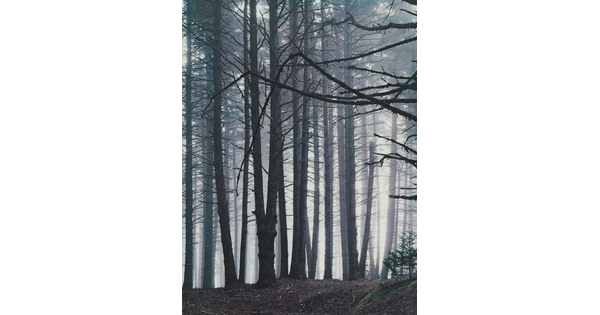 A color photograph of a forest of tall spruce trees in fog.