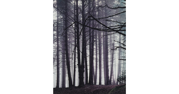 A color photograph of a forest of tall spruce trees in fog.
