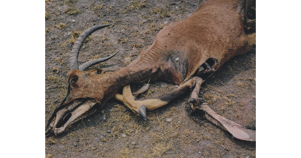 A color photograph of a dead antelope with partially exposed bones.