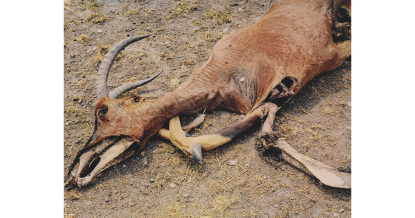 A color photograph of a dead antelope with partially exposed bones.