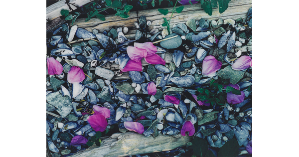 A color photograph of pink flower petals scattered among gray and white beach pebbles, mussel shells, seashells, and driftwood.