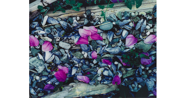 A color photograph of pink flower petals scattered among gray and white beach pebbles, mussel shells, seashells, and driftwood.