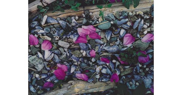 A color photograph of pink flower petals scattered among gray and white beach pebbles, mussel shells, seashells, and driftwood.