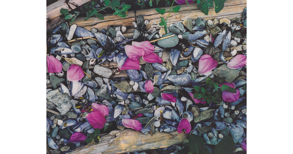 A color photograph of pink flower petals scattered among gray and white beach pebbles, mussel shells, seashells, and driftwood.