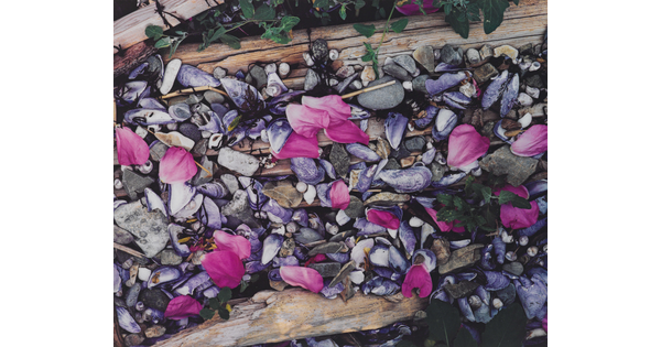 A color photograph of pink flower petals scattered among gray and white beach pebbles, mussel shells, seashells, and driftwood.