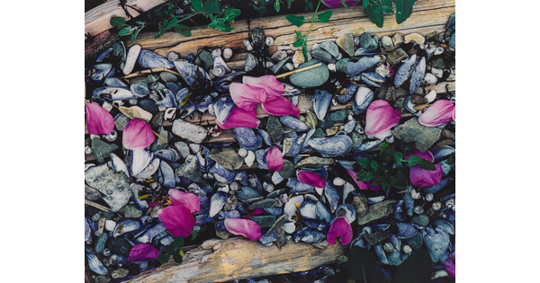 A color photograph of pink flower petals scattered among gray and white beach pebbles, mussel shells, seashells, and driftwood.