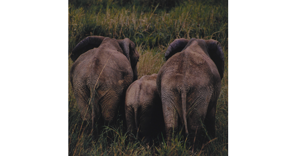 A color photograph of three elephants from the back, a young one between two adults, standing in tall grass.