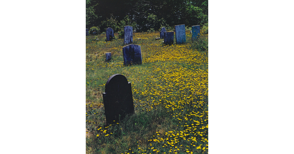 A color photograph of tombstones in a cemetery filled with yellow wildflowers.