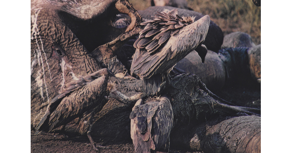 A color photograph of a group of vultures feeding on an elephant.