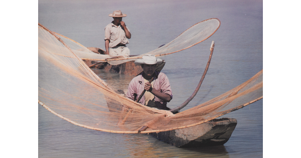A color photograph of men in canoes on a lake holding large, curved nets on wood frames out over the water.