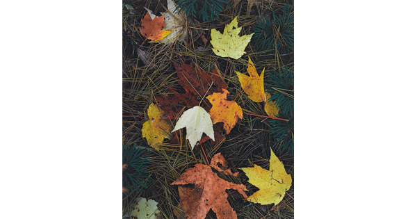 A color photograph of colorful autumn leaves on a bed of pine needles.