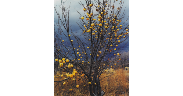A color photograph of a leafless apple tree with yellow apples hanging from the limbs.