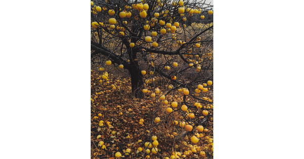 A color photograph of a leafless apple tree with yellow apples hanging from the limbs and scattered all over the ground.