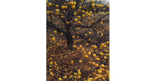 A color photograph of a leafless apple tree with yellow apples hanging from the limbs and scattered all over the ground.