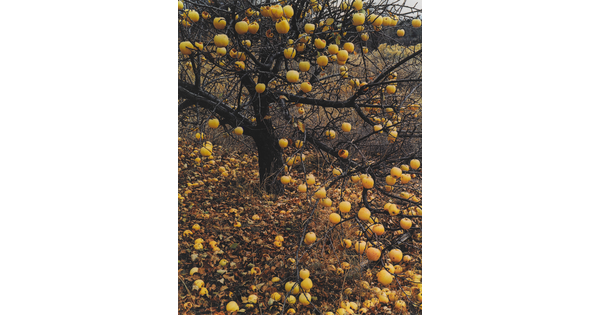 A color photograph of a leafless apple tree with yellow apples hanging from the limbs and scattered all over the ground.