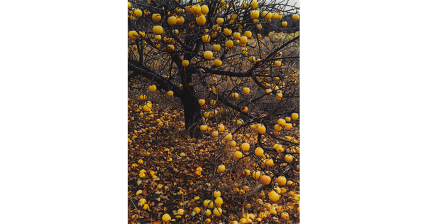 A color photograph of a leafless apple tree with yellow apples hanging from the limbs and scattered all over the ground.