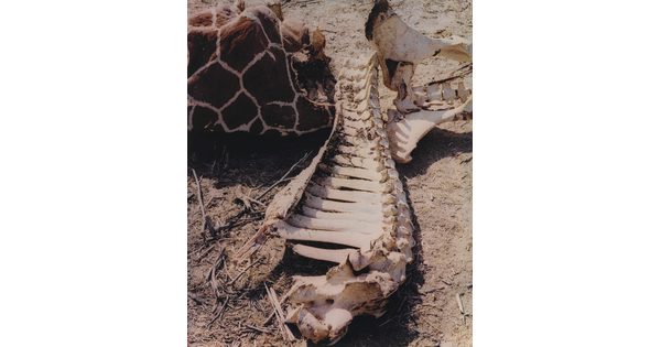 A color photograph of a dead giraffe with exposed neck vertebrae.