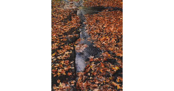 A color photograph of a babbling brook covered in orange and yellow leaves.