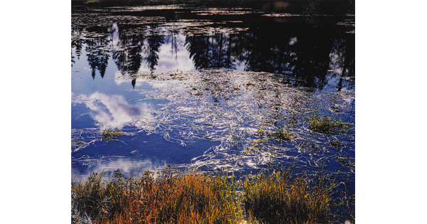 A color photograph of a pond with grass and other vegetation on the shore and surface; tall pine trees reflected in the water.